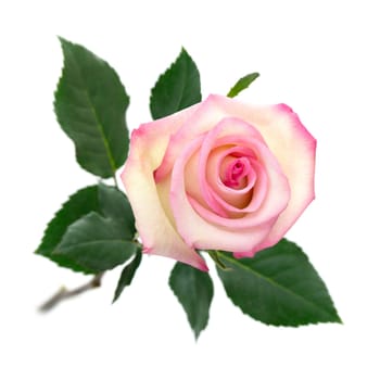 A blossomed pink rose with stems and leaves on a pure white background