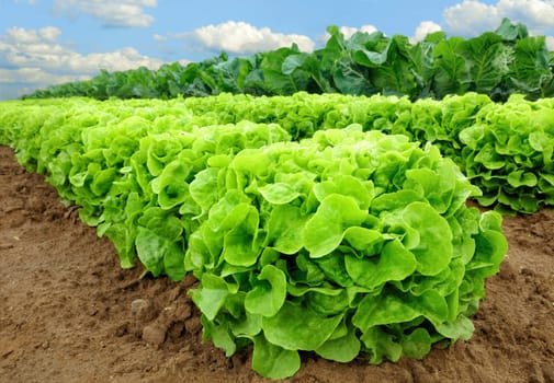 Rows of fresh lettuce plants in the field just before harvest