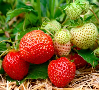 Mature and immature strawberries on the shrub