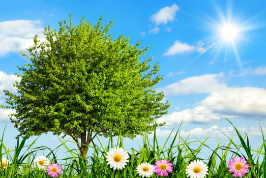 Grass,flowers and a tree,with blue sky and sun in the background