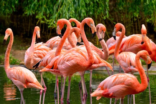 A group of red flamingos stand in the water,with trees in the background
