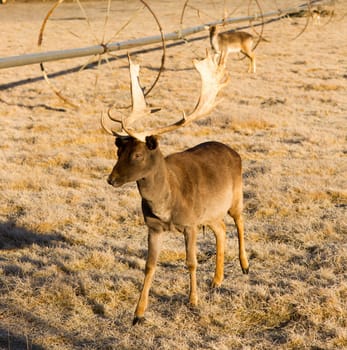A young male Elk Buck stays close to engage with photographer