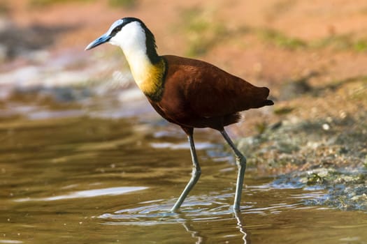 Bird african jacana bird hunting food along wetland shoreline