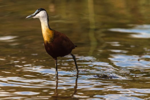 Bird african jacana bird hunting food along wetland shoreline