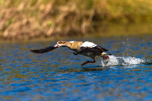 Egyptian Geese bird take-off run on the water
