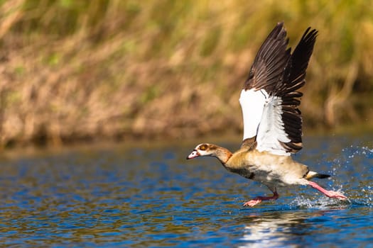 Egyptian Geese bird take-off run on the water