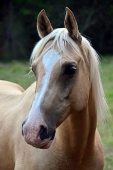 quarterhorse/arab hybrid,palomino