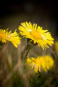 Coltsfoot Medical First Flower on Spring - Latin Name Tussilago Farfara