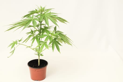 Young Green Leaf Cannabis Indica Plant Marijuana