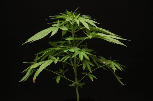 Young Green Leaf Cannabis Indica Plant Marijuana