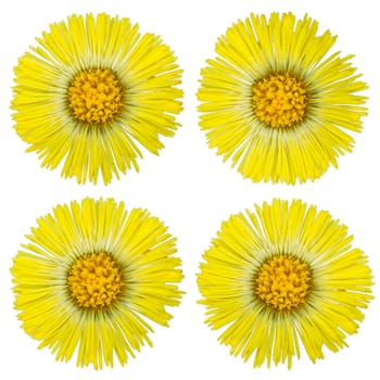 Coltsfoot Medical Isolated on White Background - Latin Name Tussilago Farfara