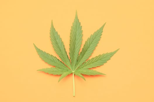 Green Fresh Marijuana Leaf with Seven Tips