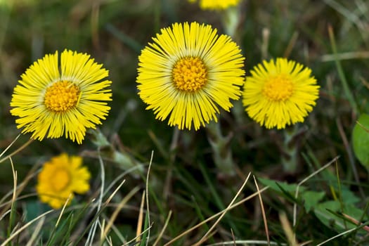 Coltsfoot Medical First Flower on Spring - Latin Name Tussilago Farfara