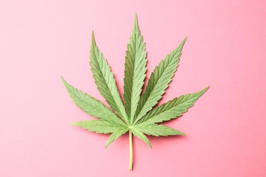 Green Fresh Marijuana Leaf with Seven Tips