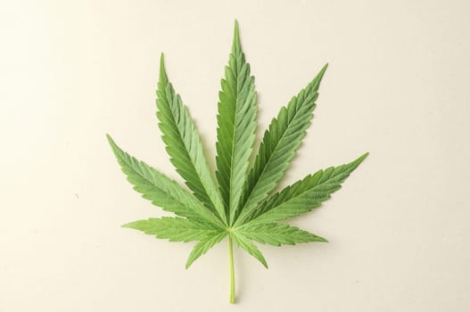 Green Fresh Marijuana Leaf with Seven Tips
