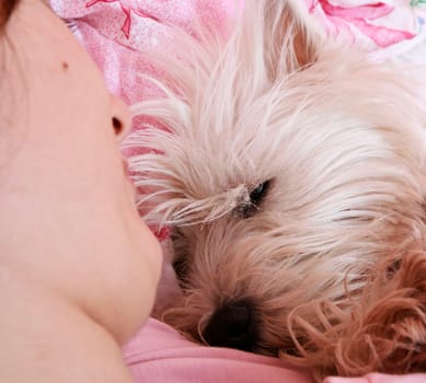 Westie sleeping next to woman in bed .