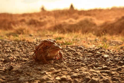 frog migration
