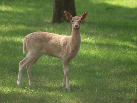European white deer