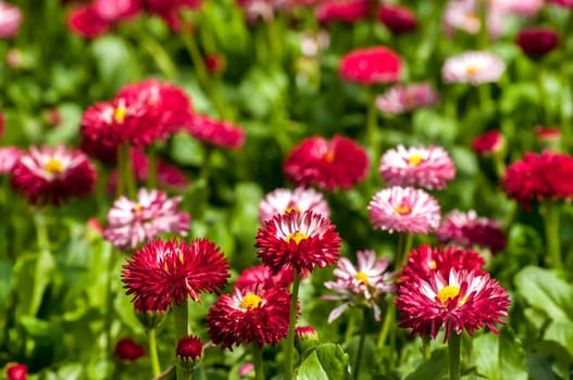 Meadow with red little flowers closeup as background