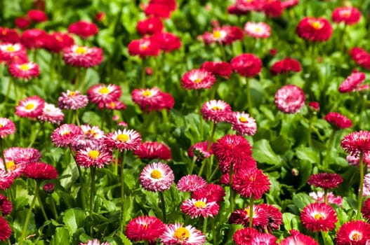 Meadow with red little flowers closeup as background
