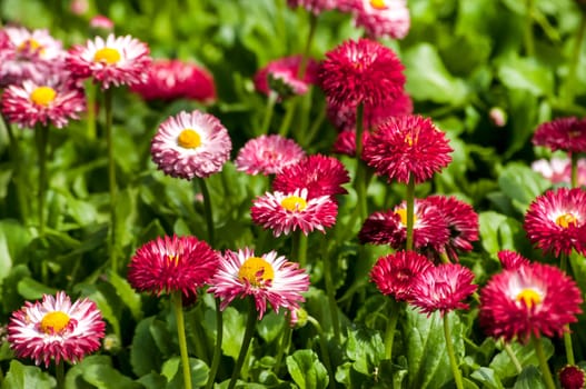 Meadow with red little flowers closeup as background