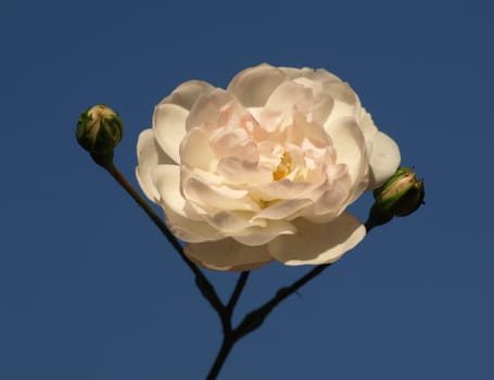 White Rose