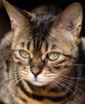 Cats Portrait