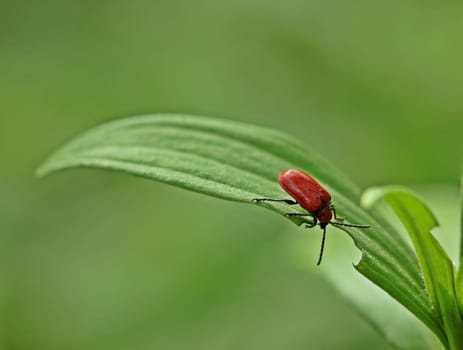 Eating lily chicken (Lilioceris lilii) on The Turks' League (Lilium martagon)