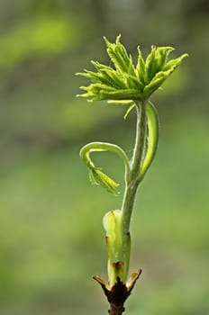 Freshly opened bud of the common horse chestnut (Aesculus hippocastanum)