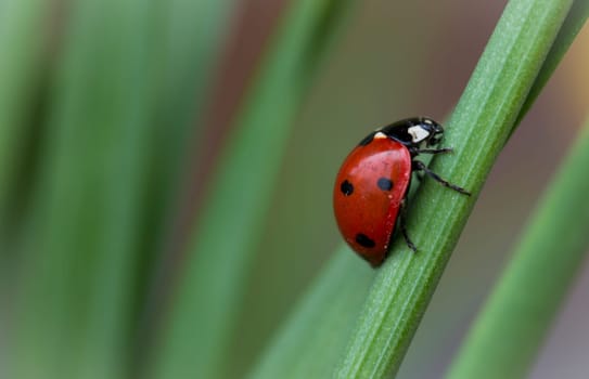 Ladybug