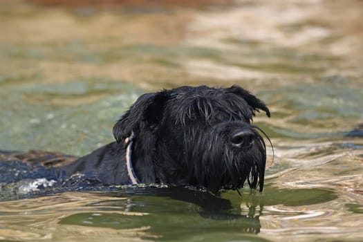 Big Black Schnauzer Dog is swimming in the water.