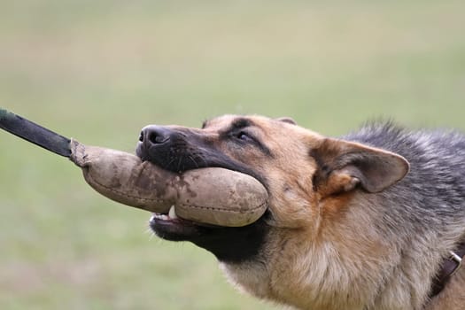 German Shepherd Dog training. Bitting dog. Horizontally.