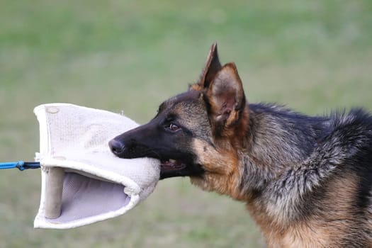 German Shepherd Dog puppy training. Biting dog and looking into the lens at the same time.
