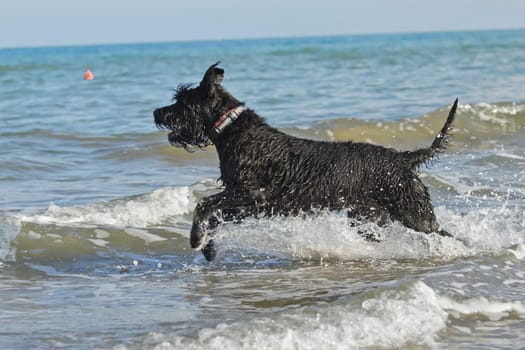 Big Black Schnauzer Dog is running into the sea.