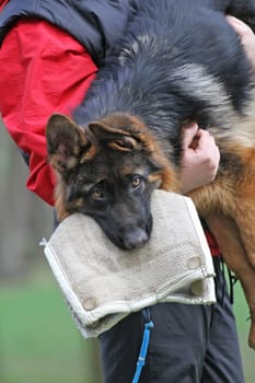 German Shepherd Dog puppy training. Bitting dog.
