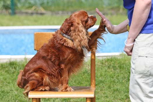 Cavalier King Charles Spaniel is sitting on a chair and slapping a paw on its owner's hand.