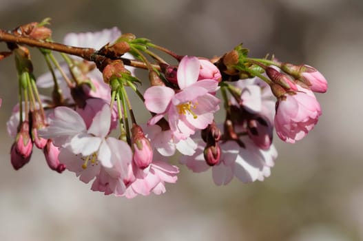 Cherry blossom