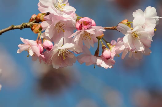 Cherry blossom