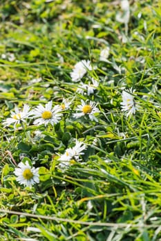 wild daisies growing in grass