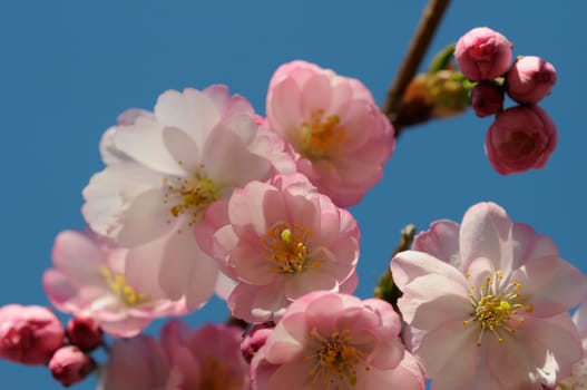 Cherry blossom