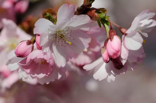 Cherry blossom