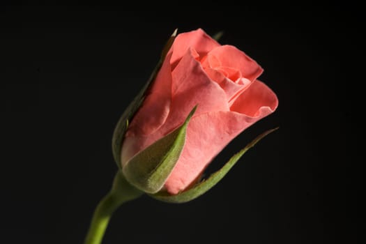 Close up of red rose on black background