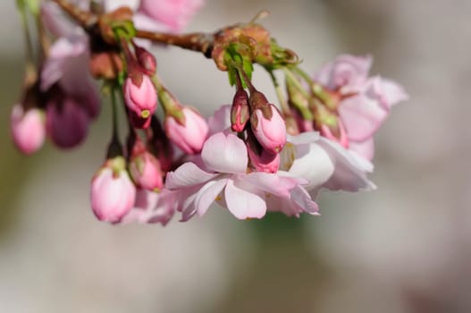 Cherry blossom