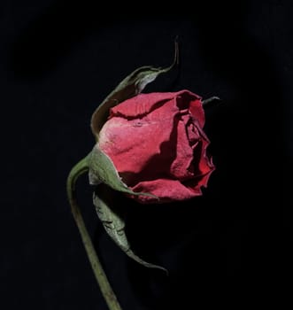 close up of decaying rose on black