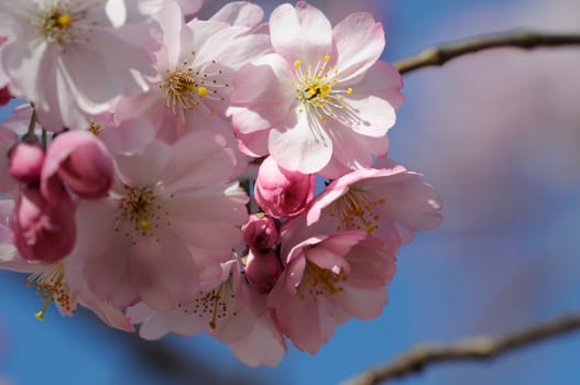 Cherry blossom