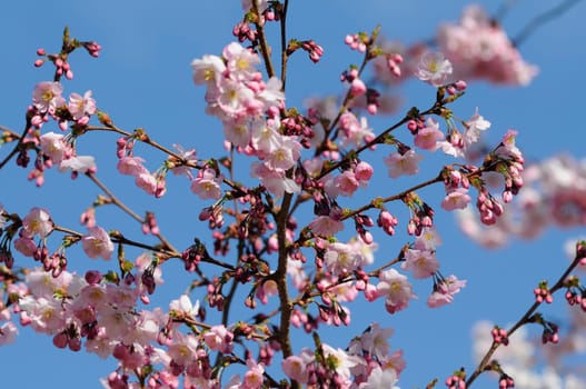 Cherry blossom