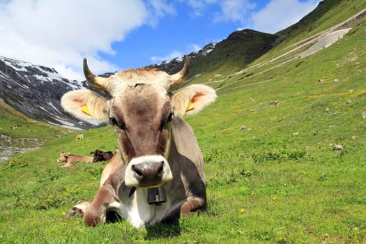 The cow in the Alps
