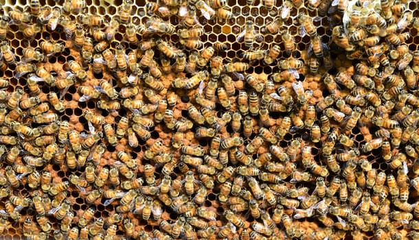 bee take care theire larvae