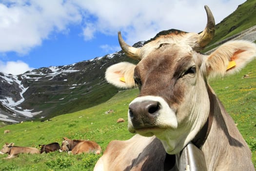 The cow in the Alps