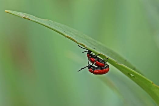 Lily chicken (Lilioceris lilii) when mating on lily leaf